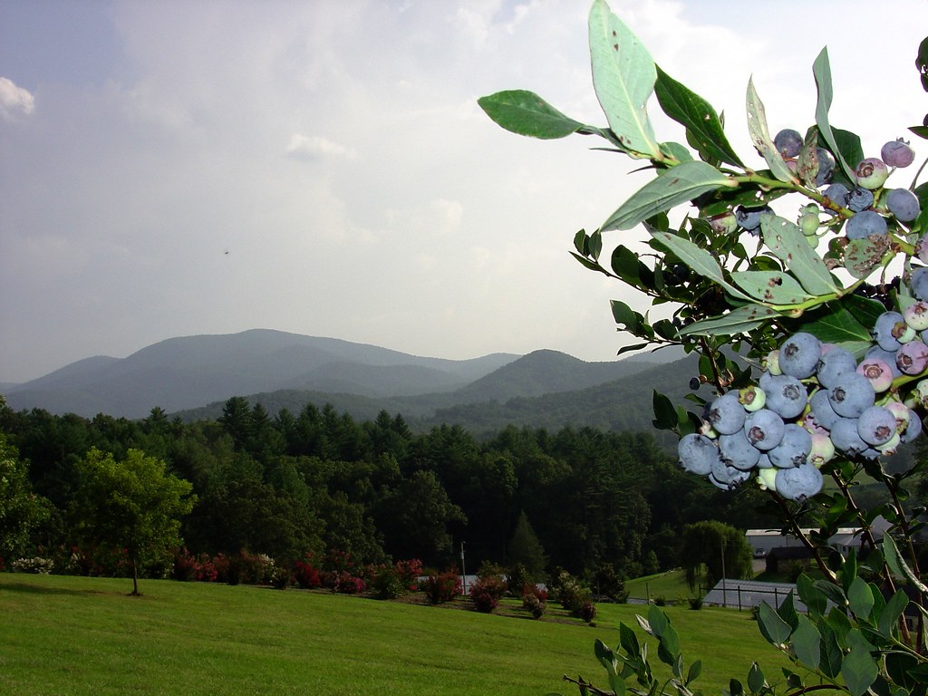 Blueberries Blueberries grow on the grounds of the UGA Geo… Flickr