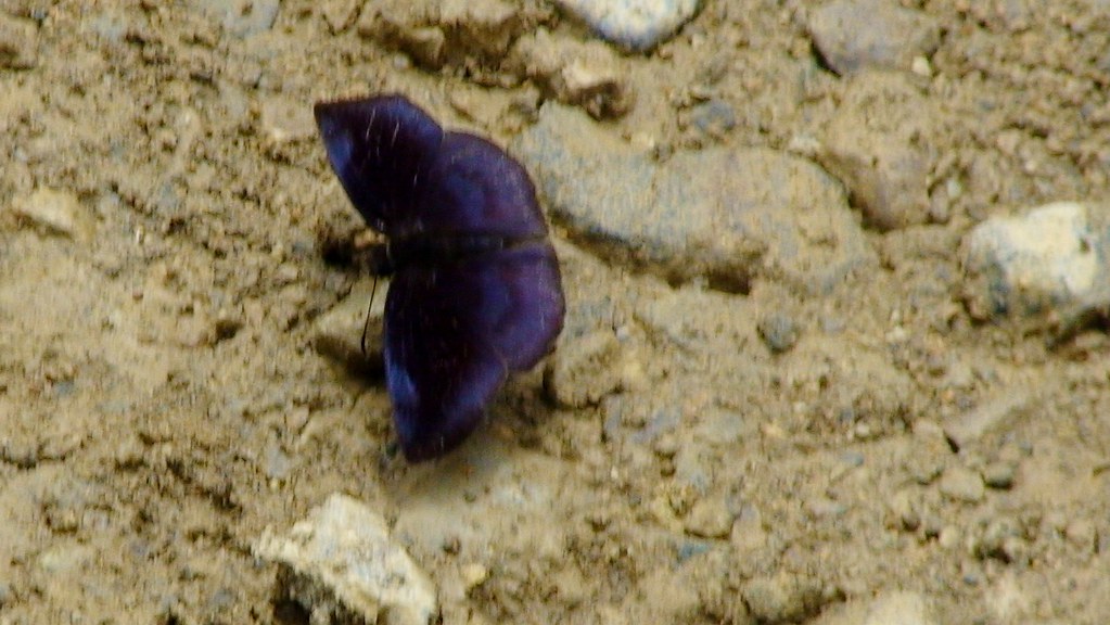 DSC00957 Purple Butterfly Please add a comment if you can … Flickr