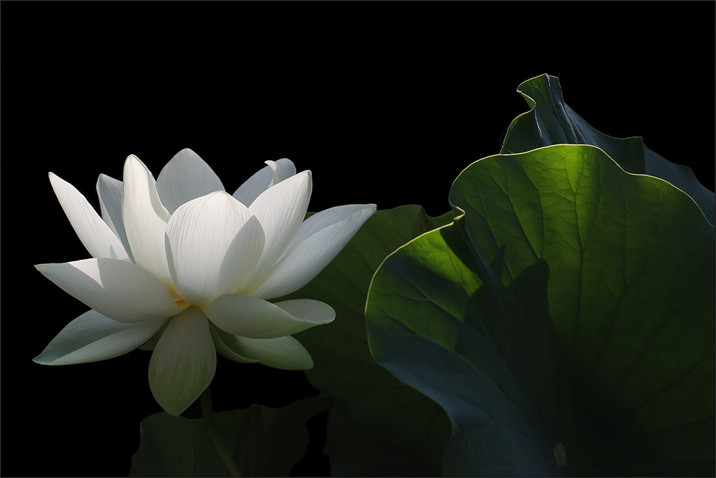White lotus flower on black background DD0A00391000 Flickr