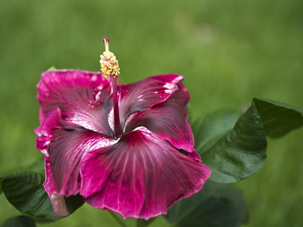 Cajun Hibiscus Black Dragon _Maji_ Flickr