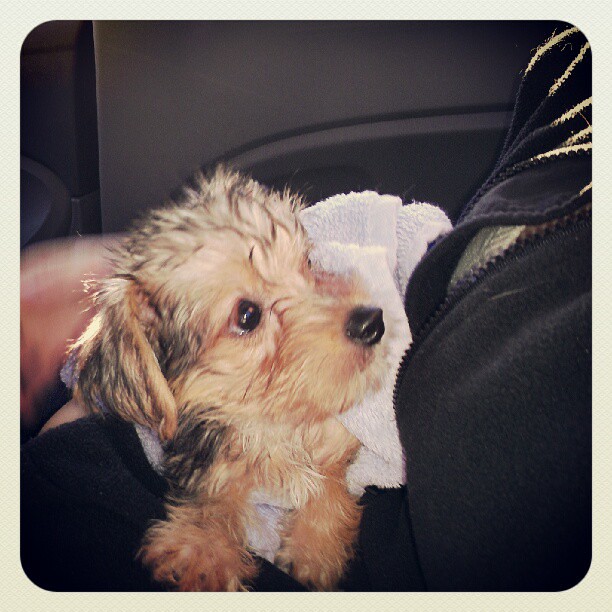 My sisters new puppy. Jealous. Christinalittle3 Flickr