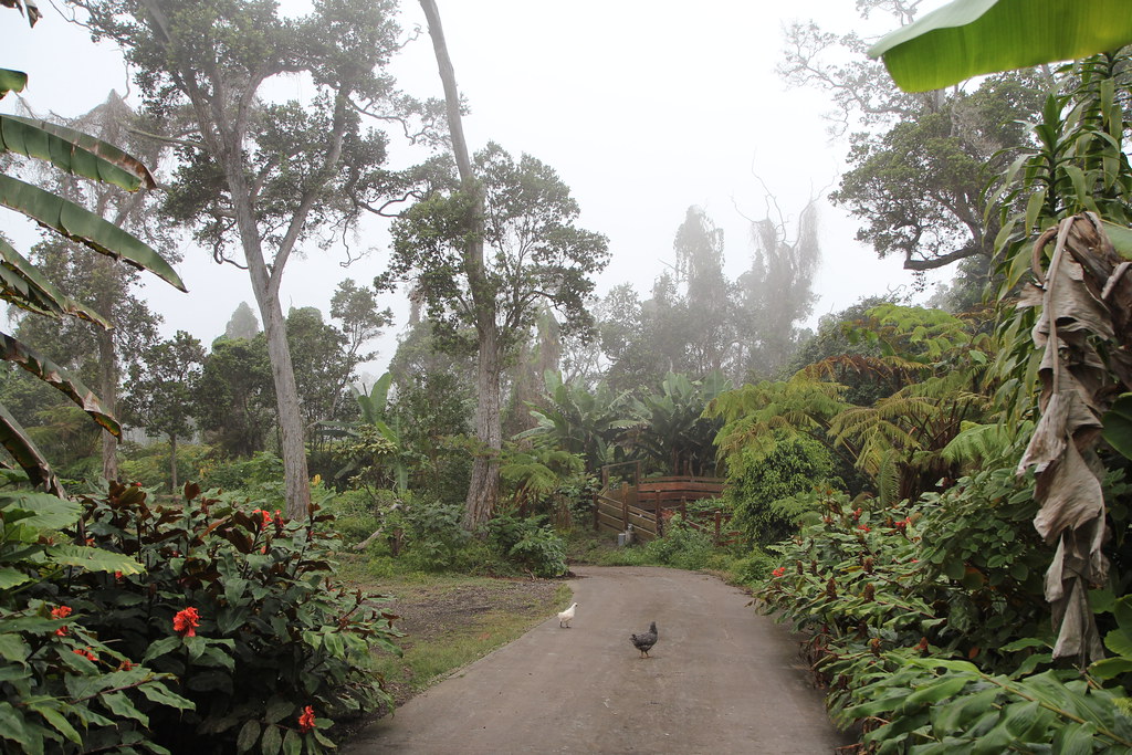 Visit of Kona coffee plantation. likwidv21 Flickr