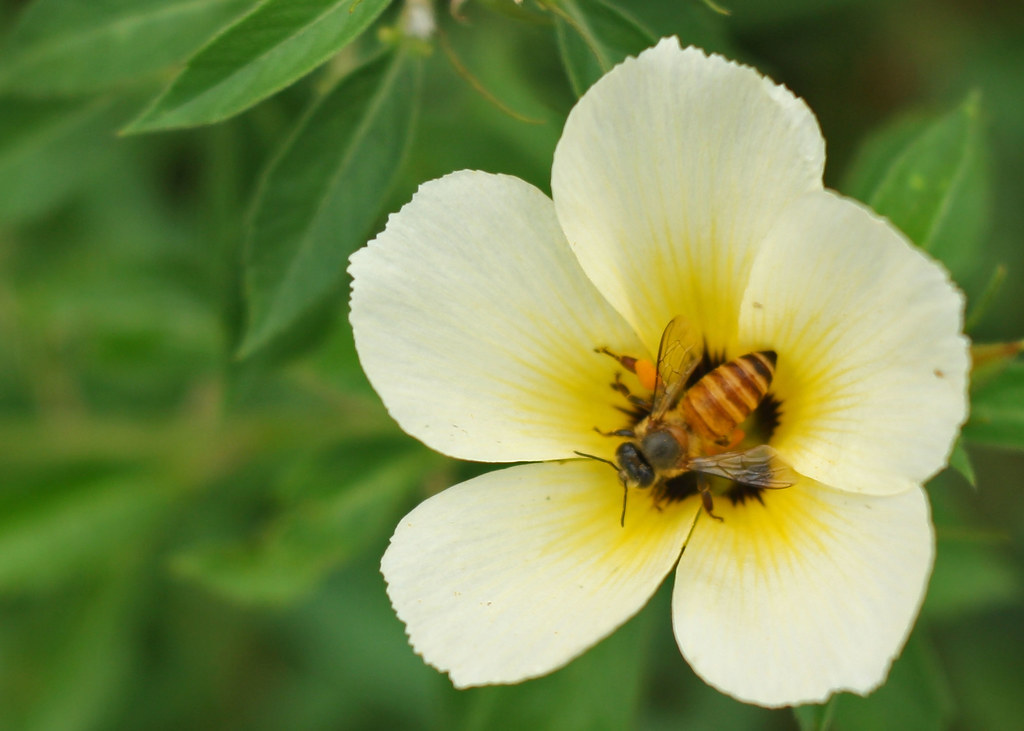 IMG_5938 Nectarine honey.......and helps in pollination Karan kayal