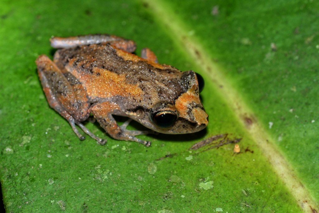 Eleutherodactylus martinicensis Martinique robber frog in … Flickr