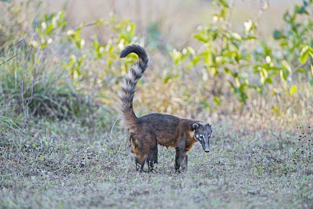 Coati with tail up Another nice picture of a coati. They p… Flickr