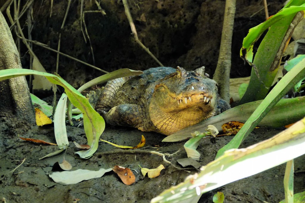 Spectacled caiman a photo on Flickriver