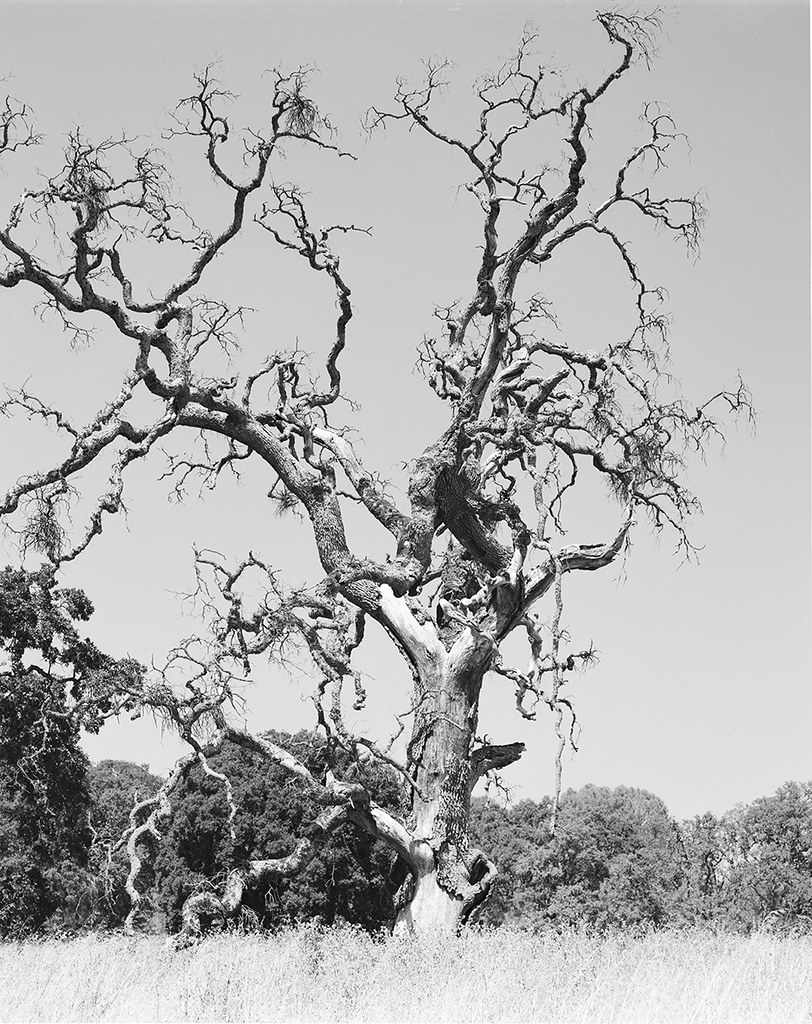 Dead Oak Tree Dead Oak Tree, Henry W Coe State Park, CA Mathias