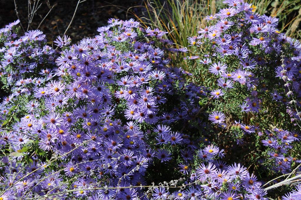 flowers kitts hummock delaware Bob Flickr
