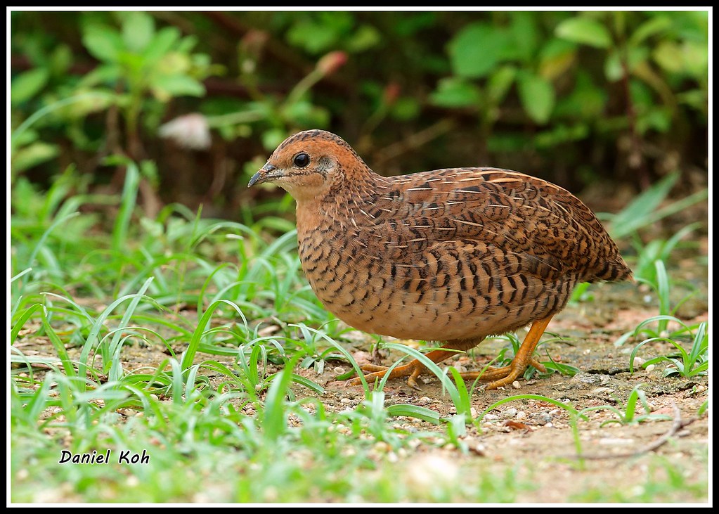 King Quail Flickr