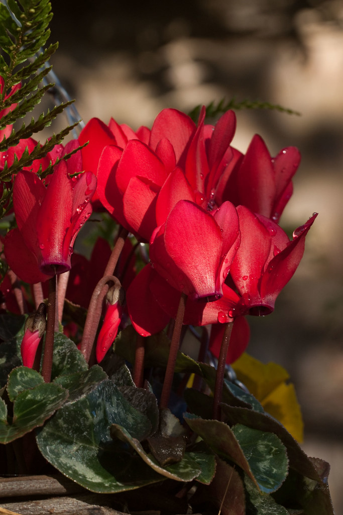 Cyclamen These winter hanging baskets were on special offe… Flickr