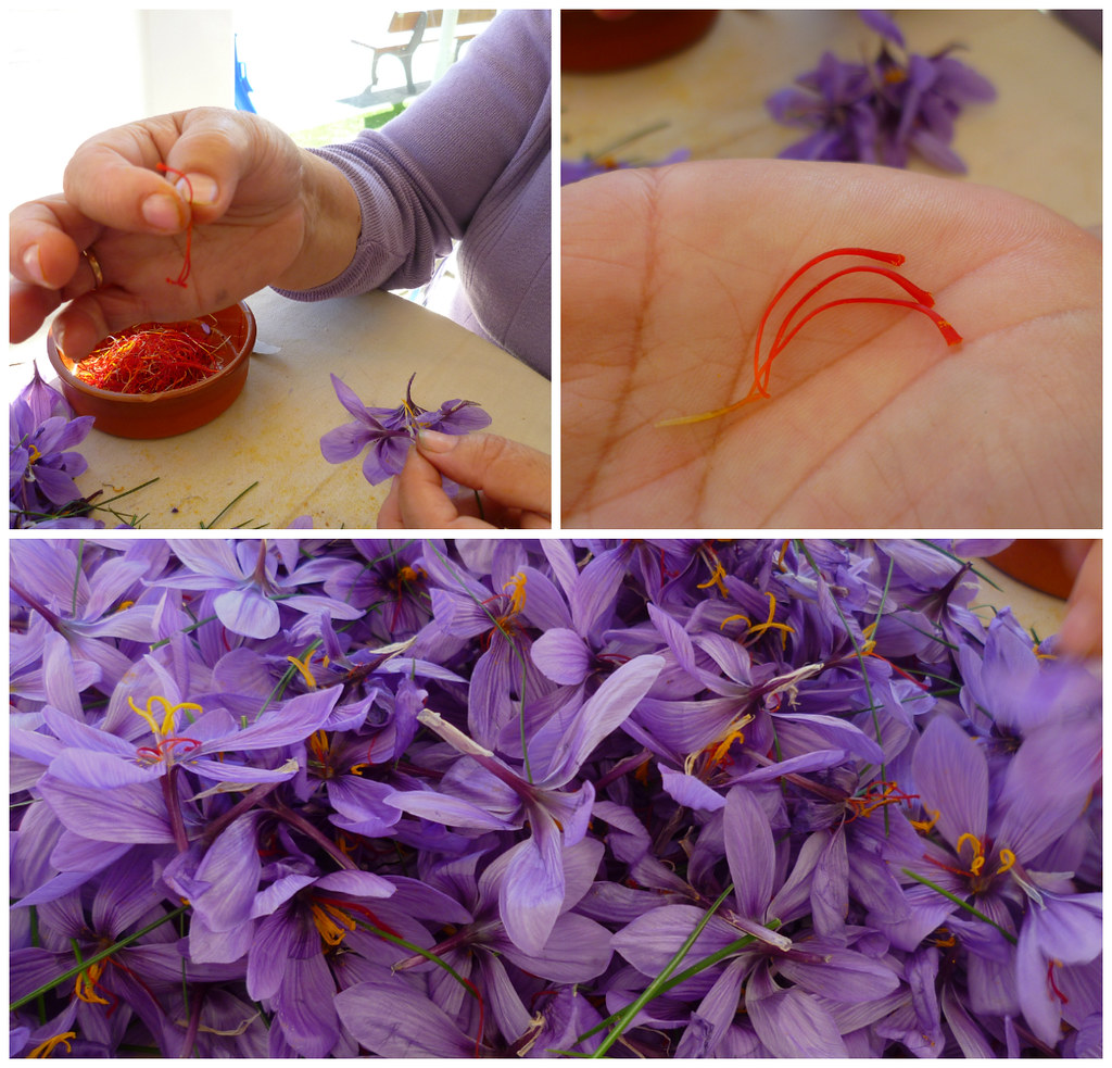 Saffron flower Steps to obtain saffron from the flower. Az… Flickr