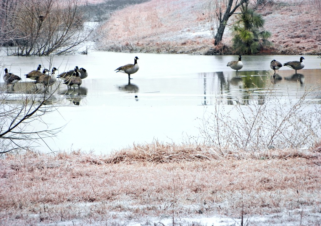 Walking on Water South of Tarboro, North Carolina a photo on Flickriver