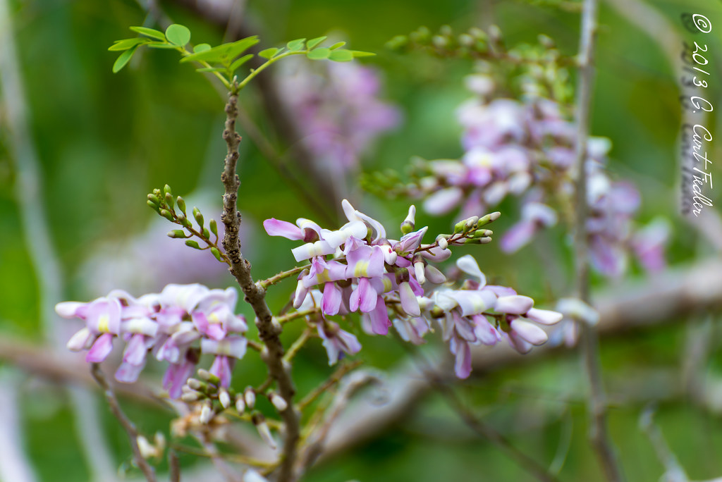 Pretty in Pink Madre de Cacao tree umijin Flickr