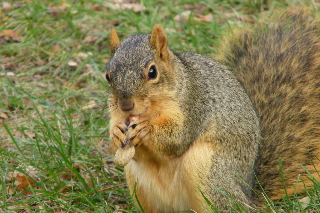 Squirrels at the University of Michigan, Tuesday October 1… Flickr