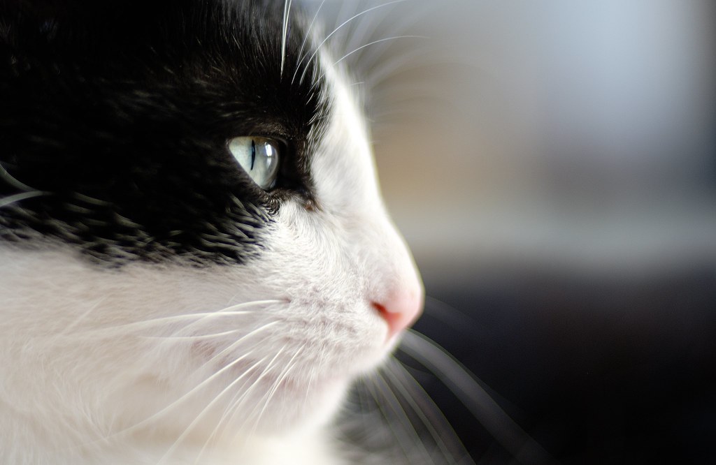 Chat Nikon D200 50mm f/1.4D f/1.4 1/13s ISO100 Alex_BE Flickr