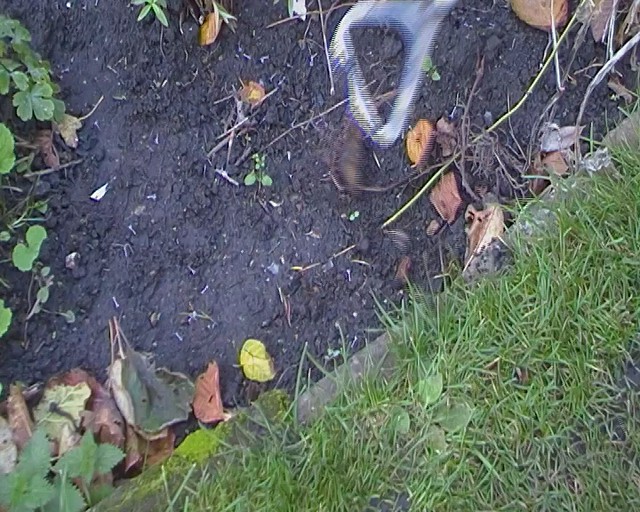 Using a dutch hoe close up Notice how the tiny weed disapp… Flickr