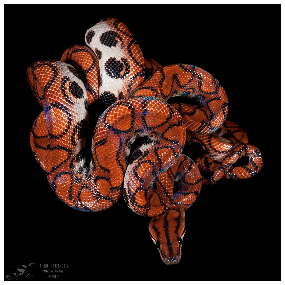 Epicrates cenchria cenchria Brazilian Rainbow Boa Flickr