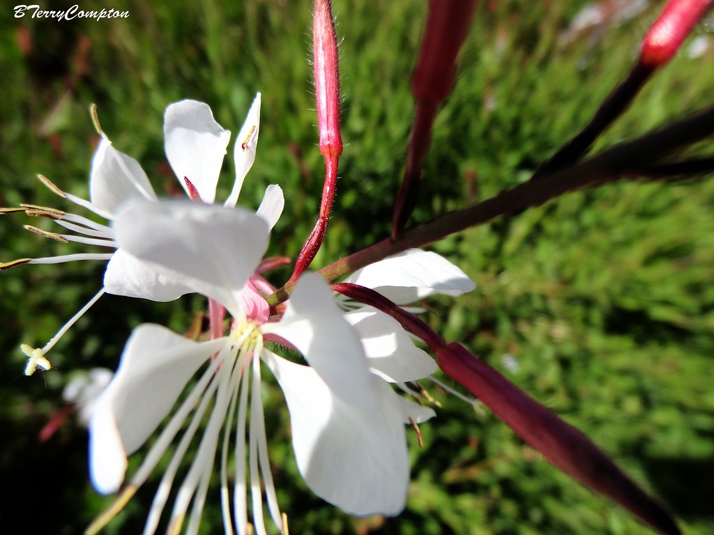 DSC01396_1 Flowers of Salt Lake City Utah Flowers of S… Flickr