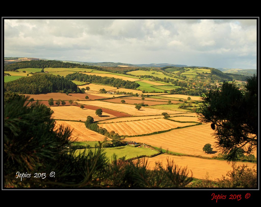 Golden Meadows. Picture Post. Flickr