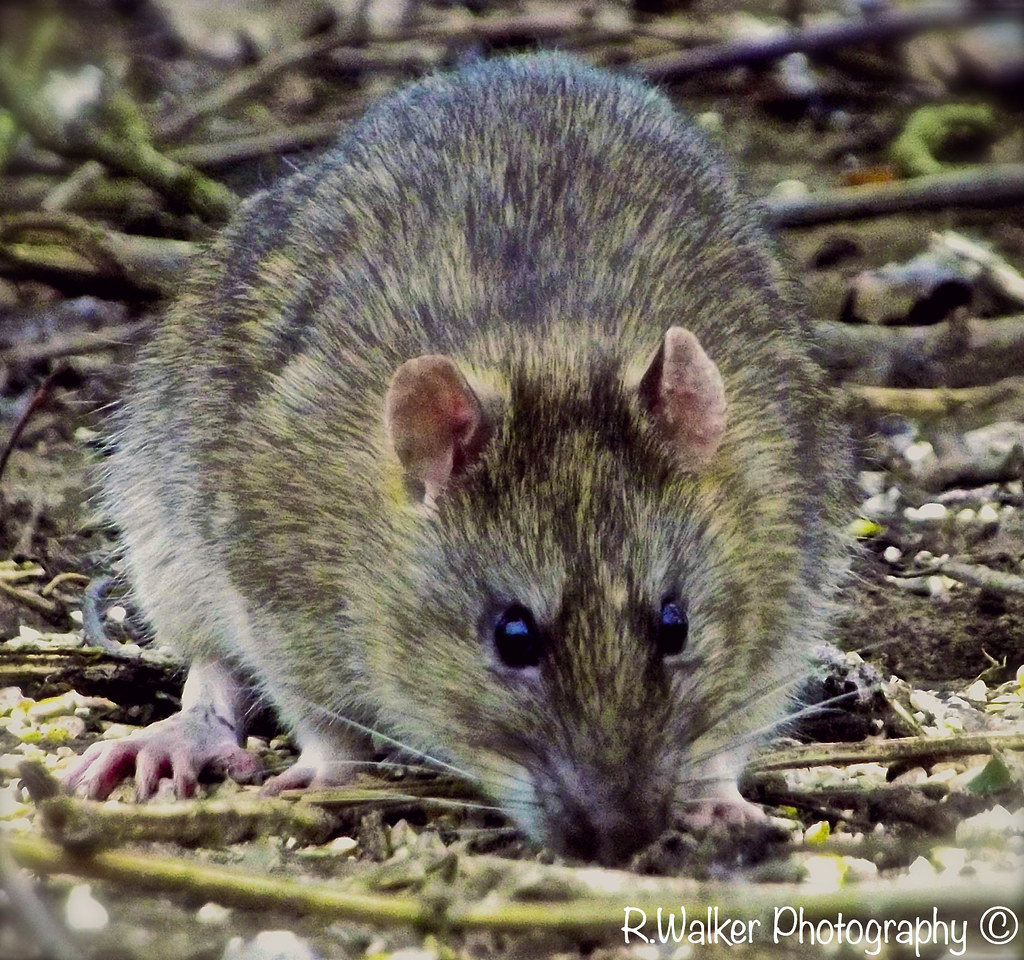 Wild Chunky Rat January 18th, Chunky rat eating bird seed,… Flickr