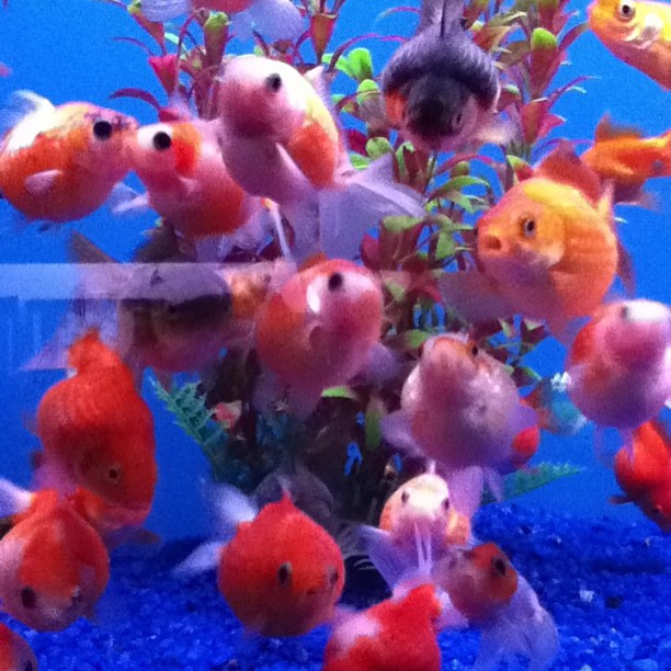 Golf ball pearlscale goldfish at Big Al's... I want one so… Flickr