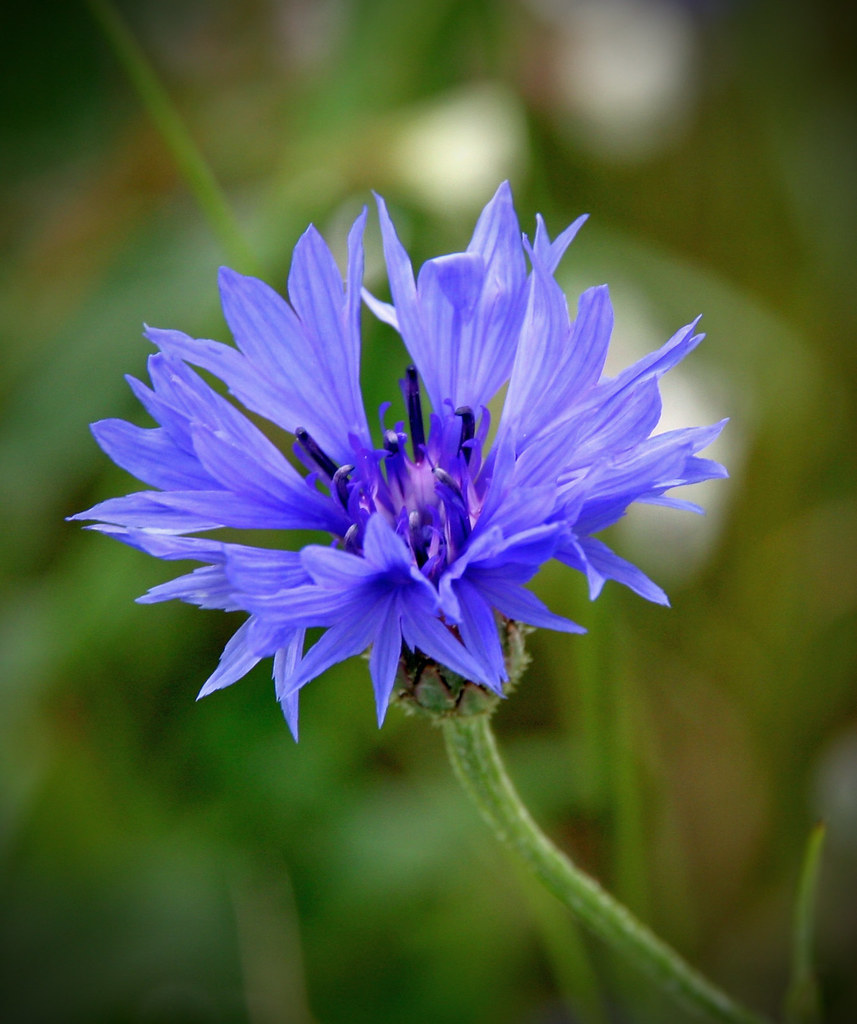 Cornflower Germany . Bavaria 2016 Franz * Flickr