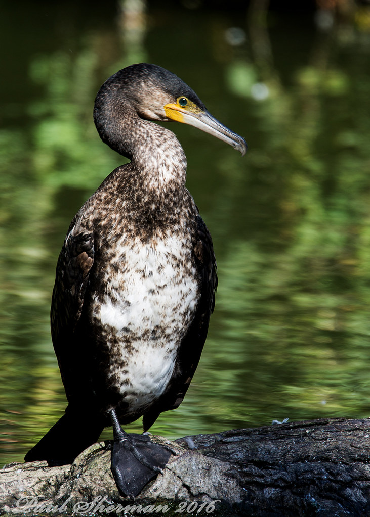 Cormorant Juvenile Paul Sherman Flickr