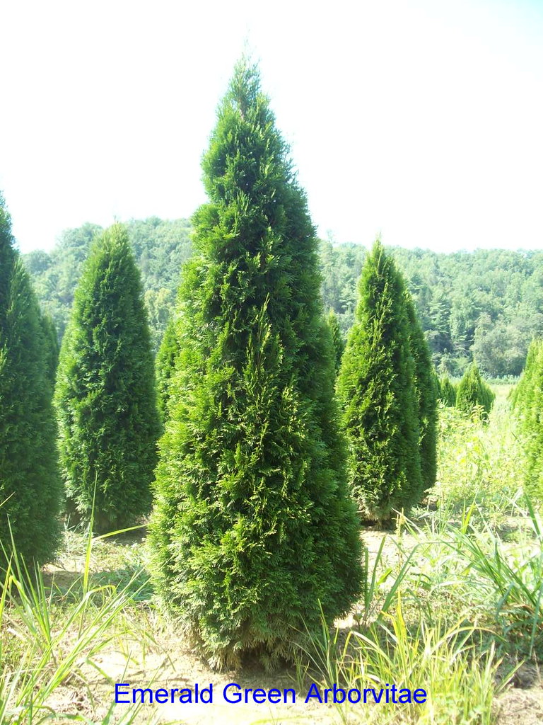 Thuja occidentalis 'Emerald Green' Zone 48 Height 15ft.… Flickr