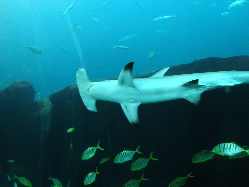 Aquarium Hammerhead shark Jaci Starkey Flickr