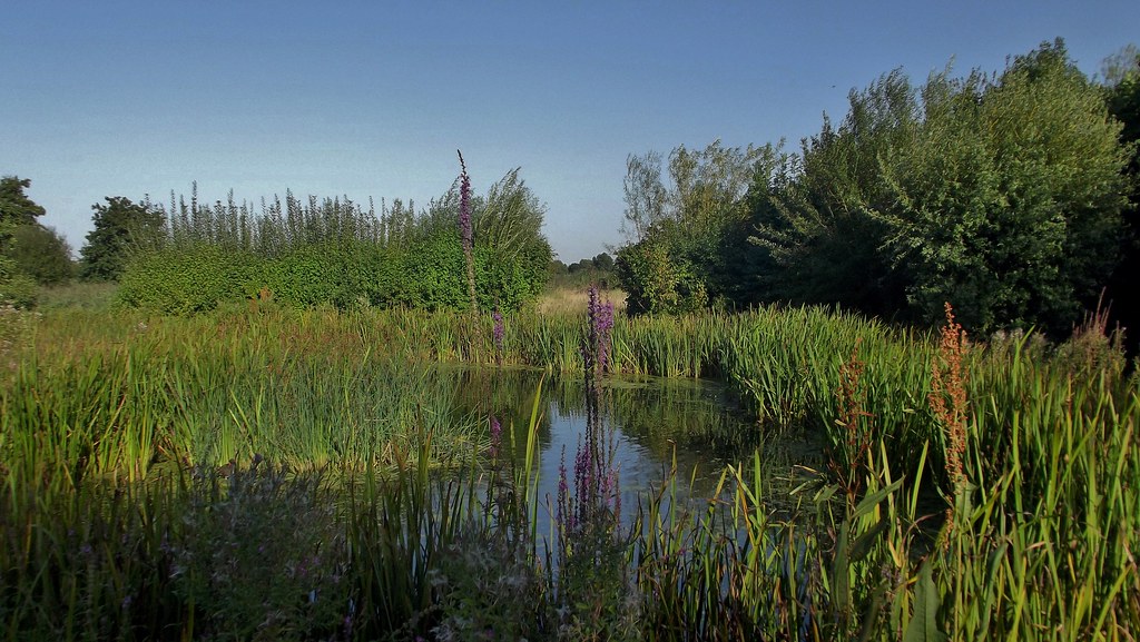 WWT London Wetland Centre in Barnes, London, England Sep… Flickr