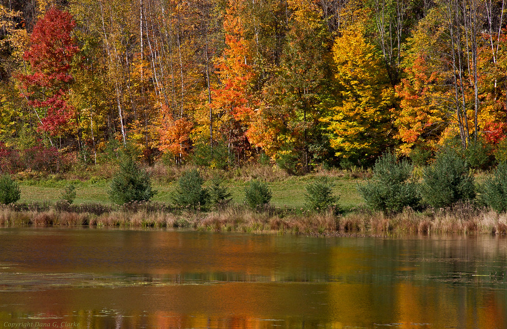 Fall Colours, Chemin Potvin, Bowman, Quebec Fall colours o… Flickr