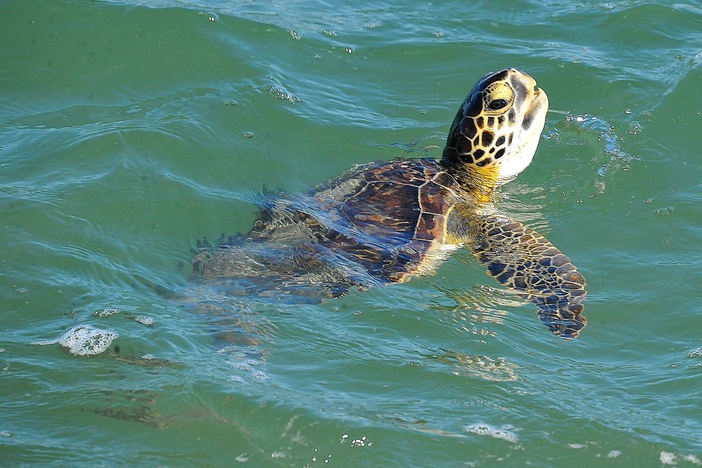 Green Sea Turtle 1578558 Sebastian Inlet, Florida www