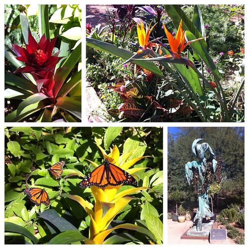 Butterfly Exhibit Butterfly Exhibit at the Desert Botanica