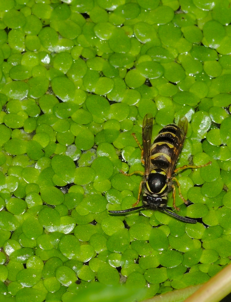 Drinking A wasp is drinking water while it sits on the duc… Flickr