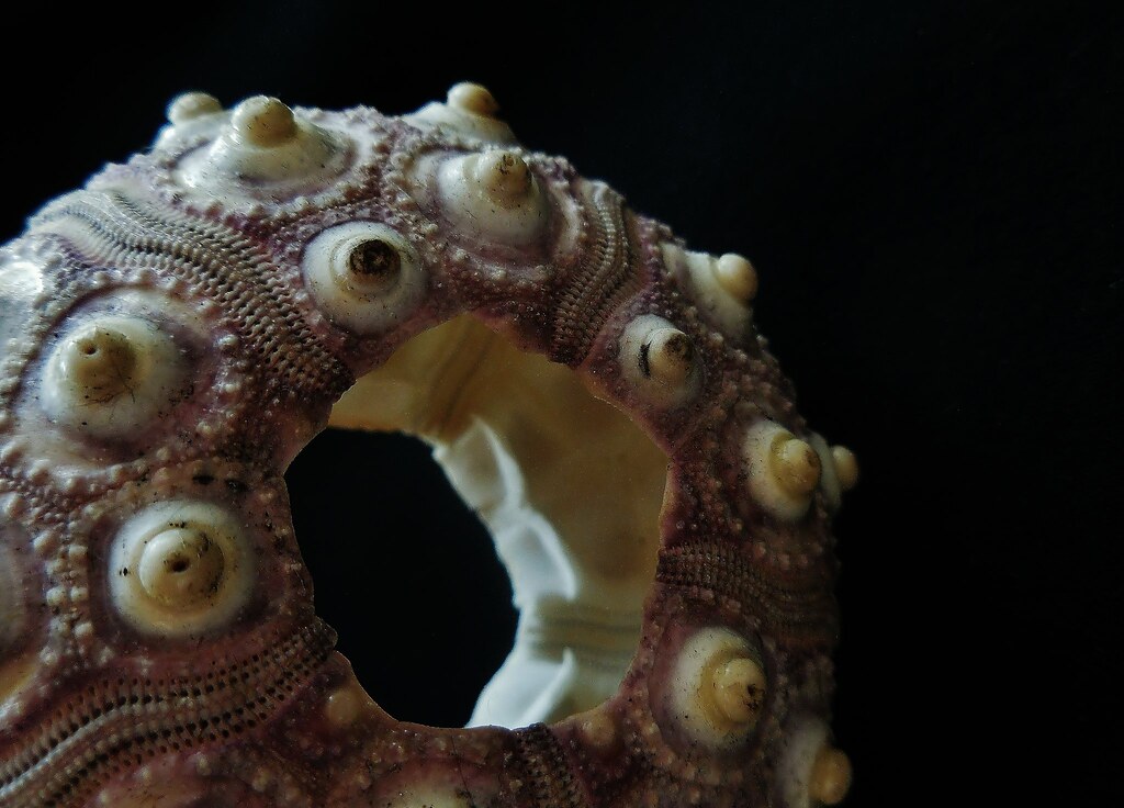 brittle, sharp and poisonous Hollow sea urchin shells can … Flickr
