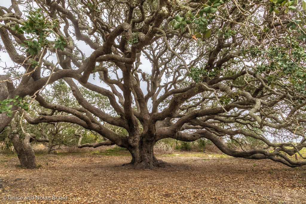 Big Tree Live Oak in Texas jn108194 Live Oak trees near th… Flickr