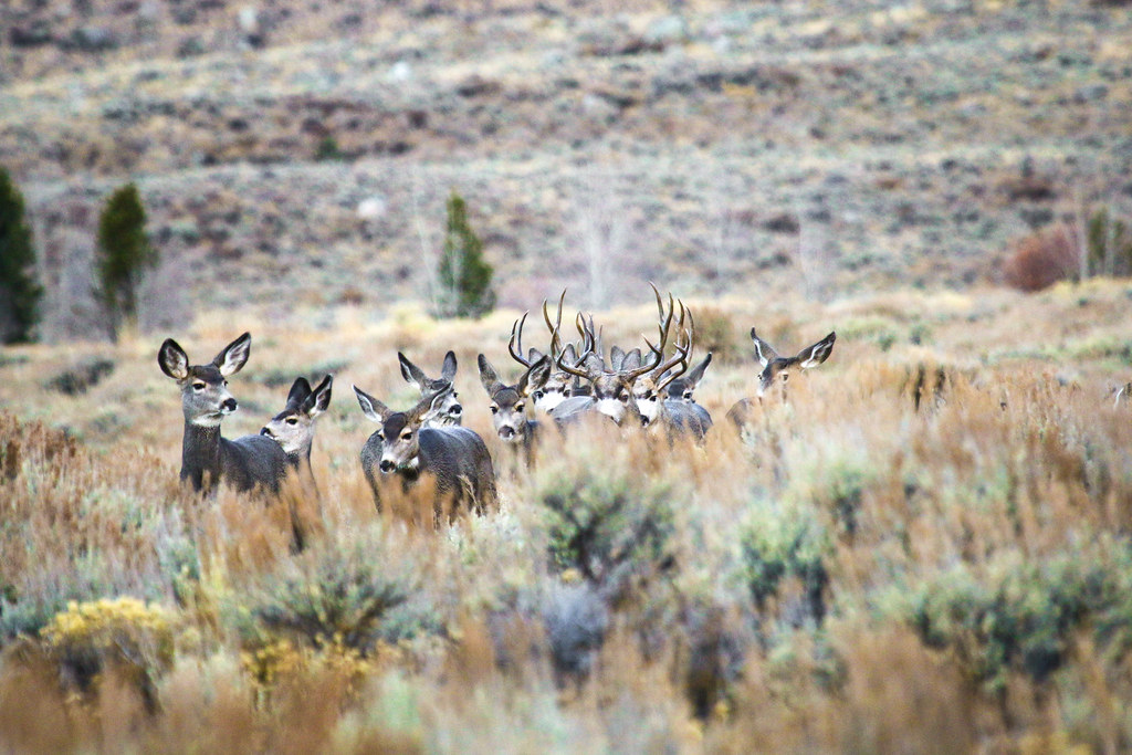 Mule deer on the Red Desert to Hoback Migration Route Flickr