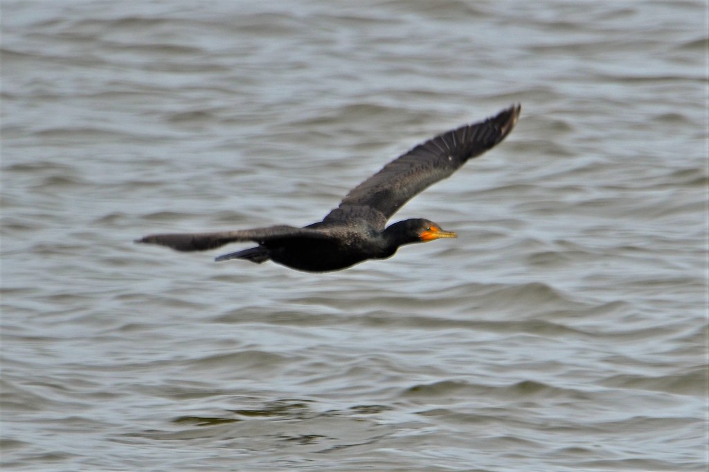 Doublecrested Cormorant, Sapelo Island National … Flickr