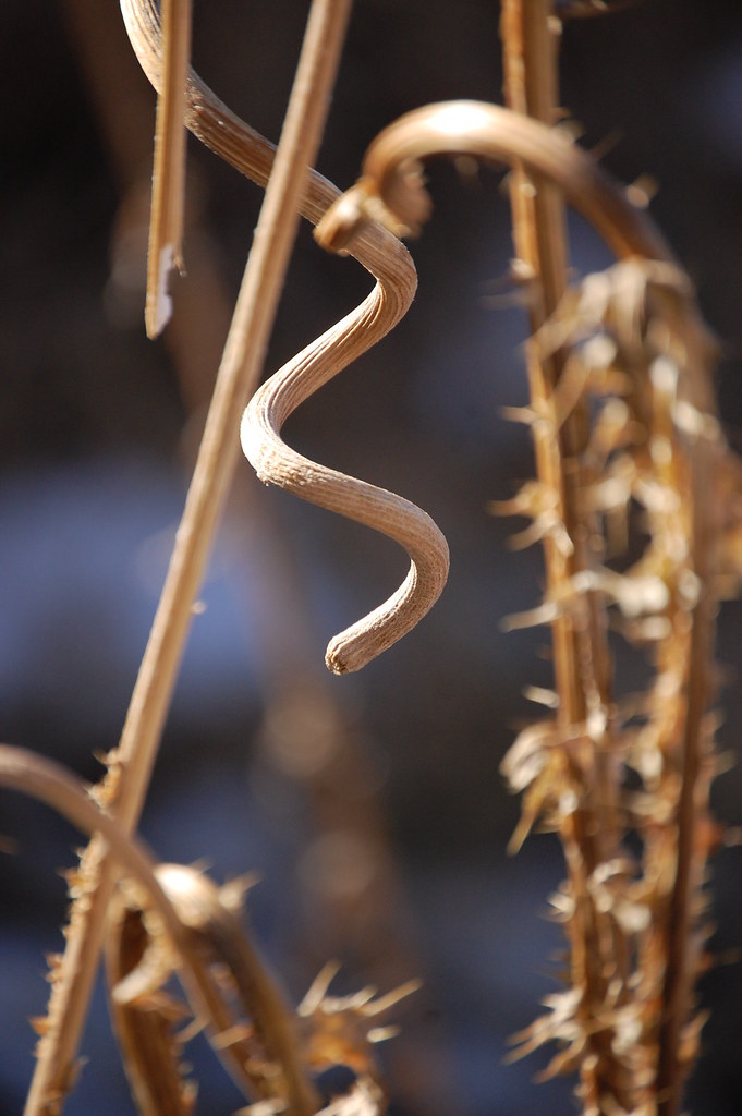 Dried plant stems Sedalia, CO M Gilmore Flickr