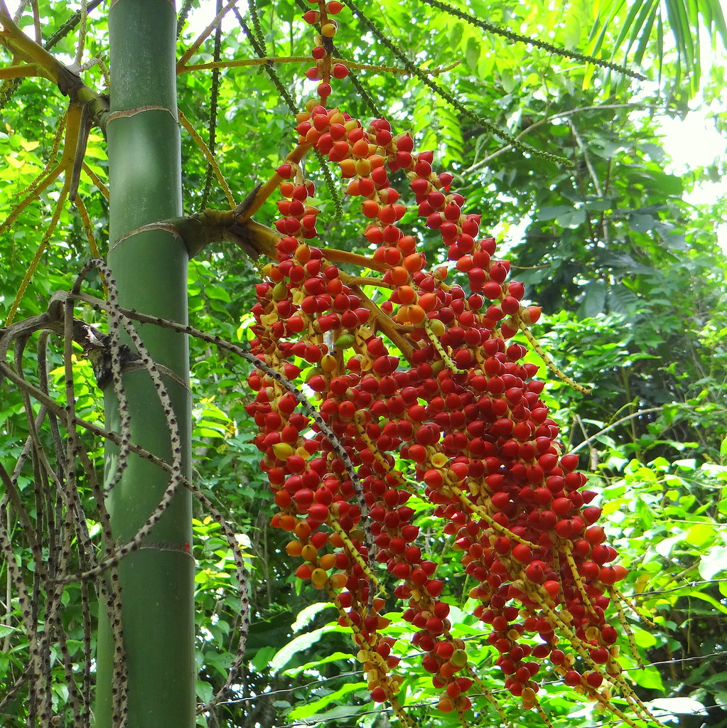 Palma bambú [Macarthur Palm] (Ptychosperma macarthurii) (Frutos [Fruits
