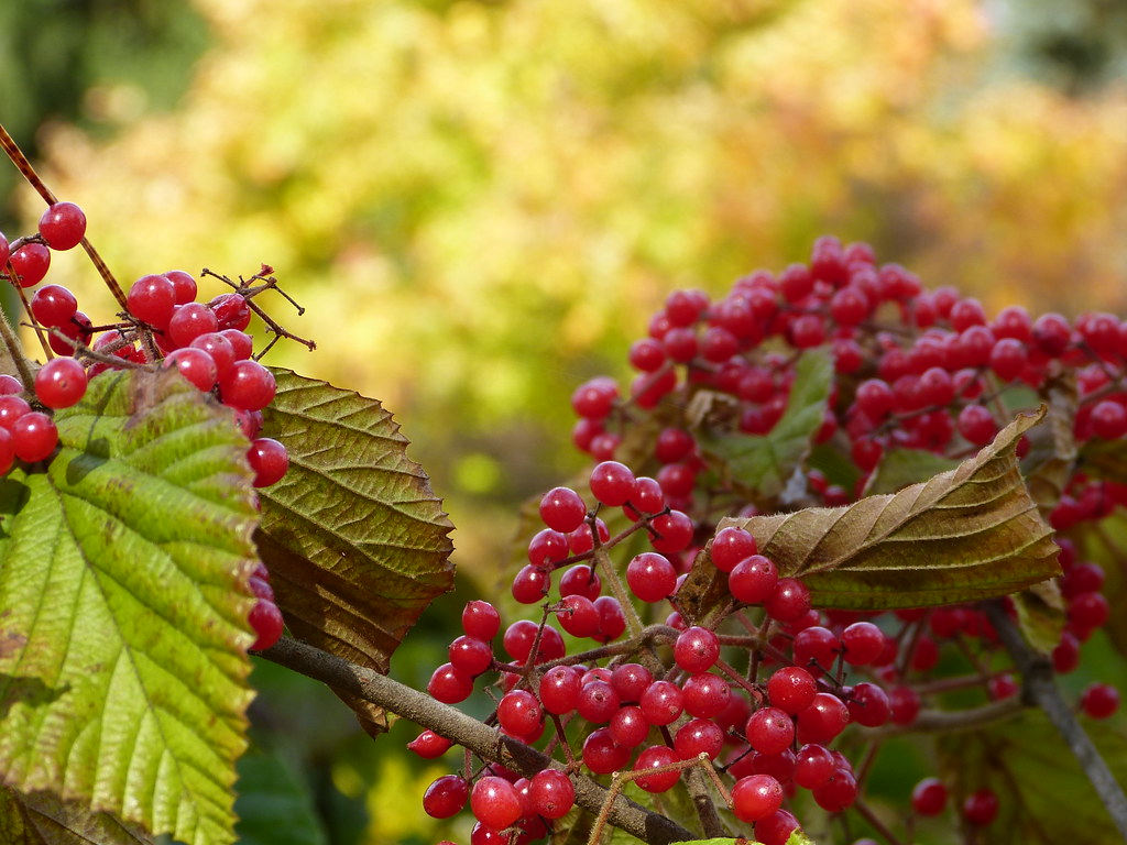 Linden viburnum berries in my garden yesterday Nan Flickr