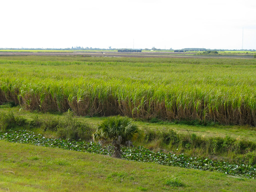 Sugar cane fields Florida Hikes Flickr