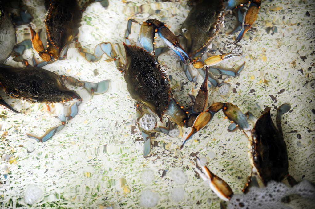Blue Crab, Peck's Old Port Cove, Ozello, Fl 2012 by CvB Ph… Flickr