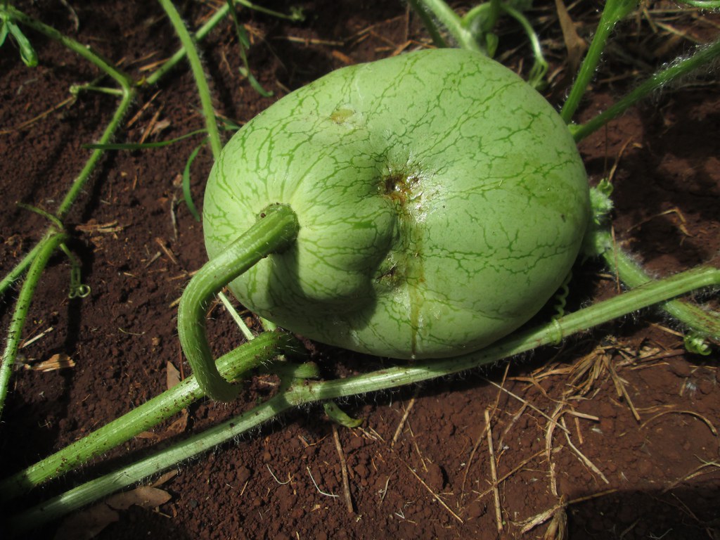 Watermelon Fruit fly injury Photograph by Tiare Silvasy Flickr