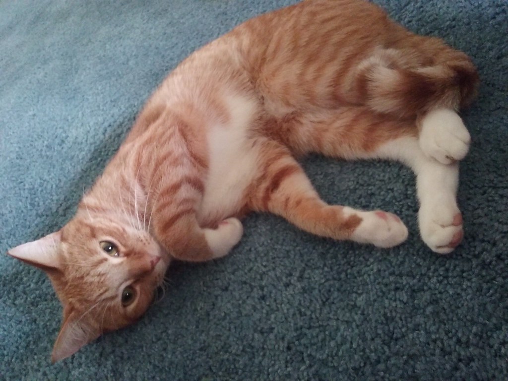 Stinker cat playing cute after attacking my feet.. Flickr