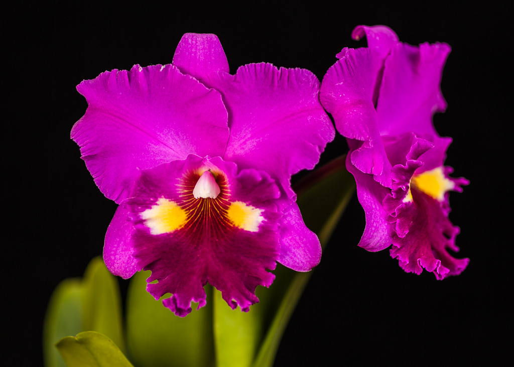 Blc. Always Dream 'Volcano Queen' This is a mericlone that… Flickr