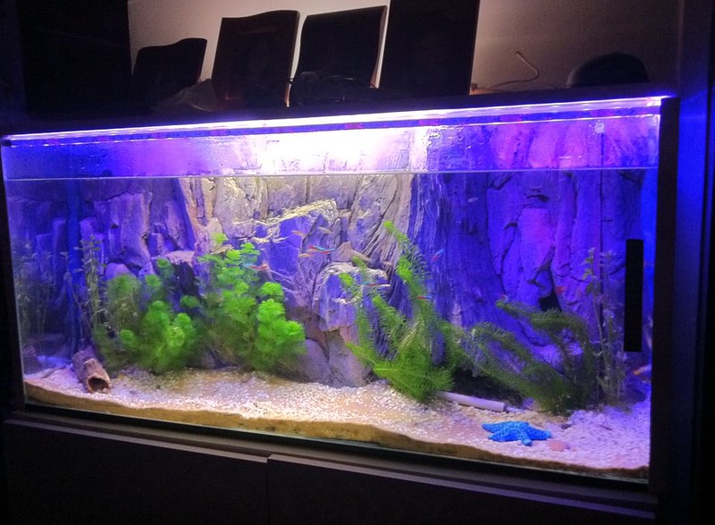 Caring for Your Aquarium Tank to Prolong Fish Life Pets and Us