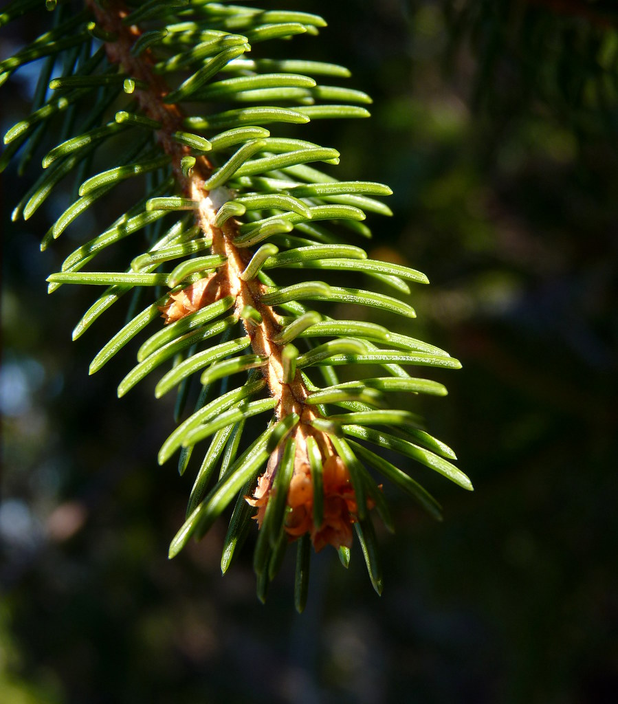 Norway Spruce Needles Dendroica cerulea Flickr