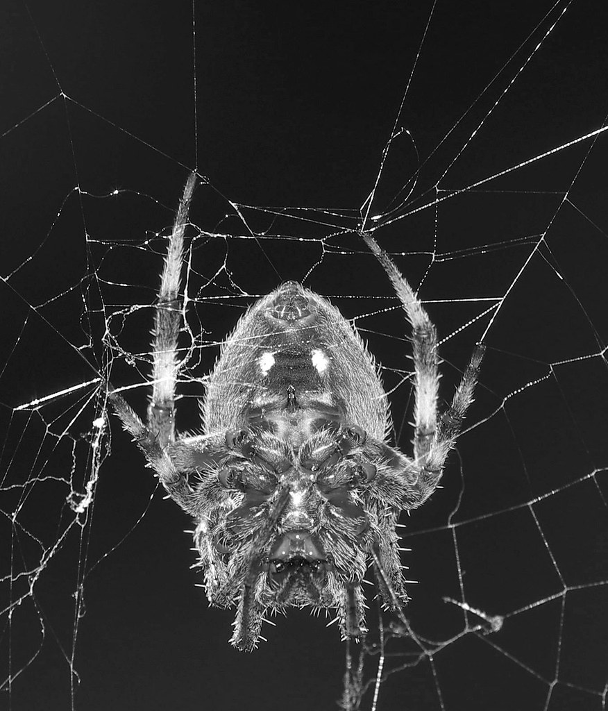 Viking Spider A monster from the veranda Jim Ward (Out Shooting