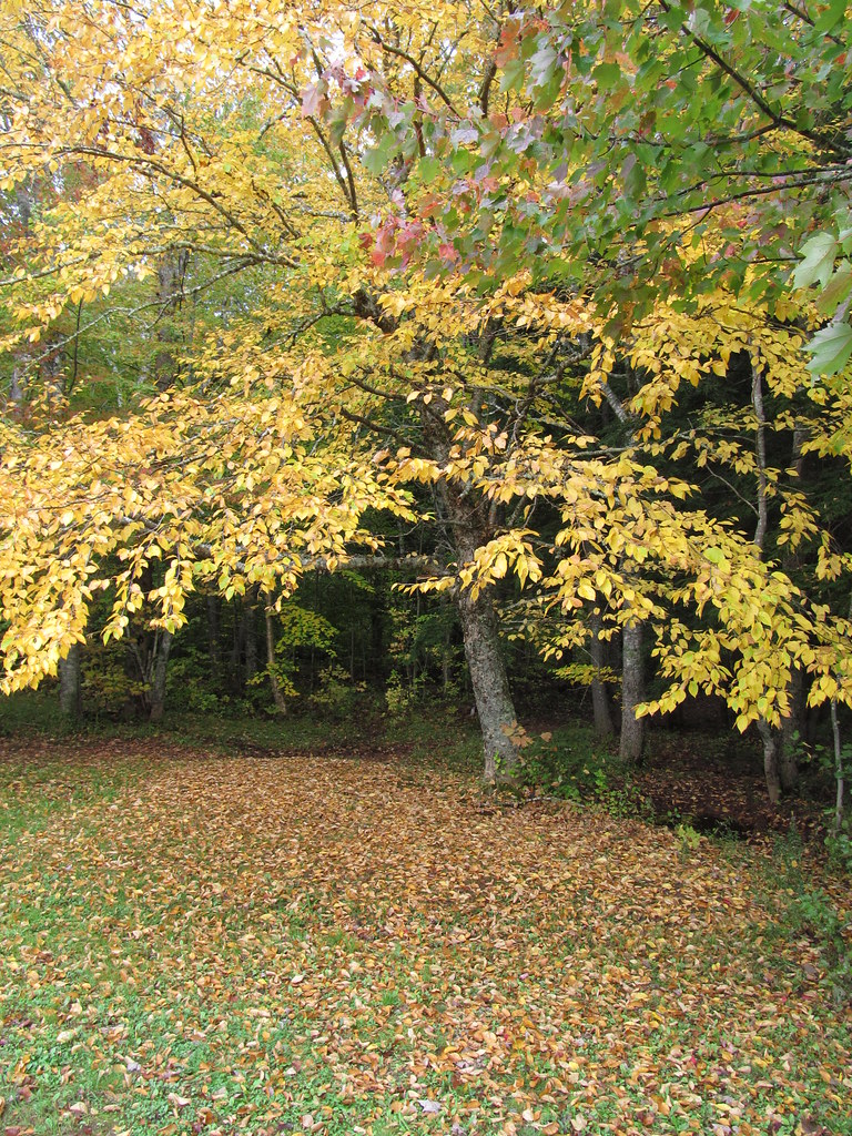 Wentworth Provincial Park Wentworth, Nova Scotia Flickr